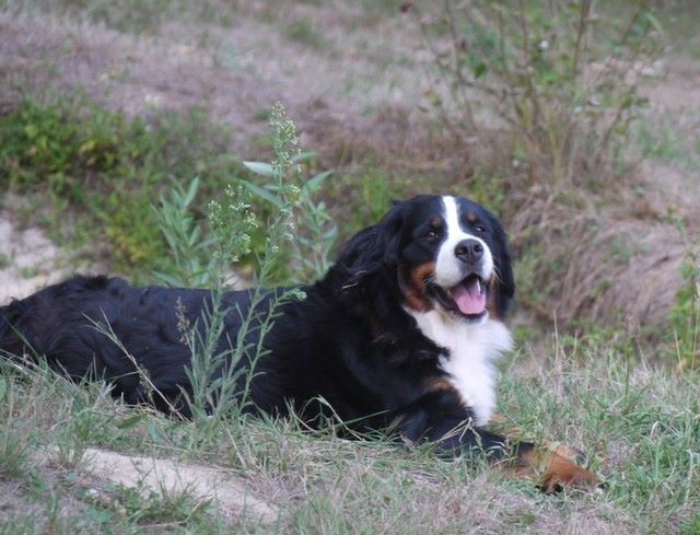 J't'adore du domaine des neiges eternelles