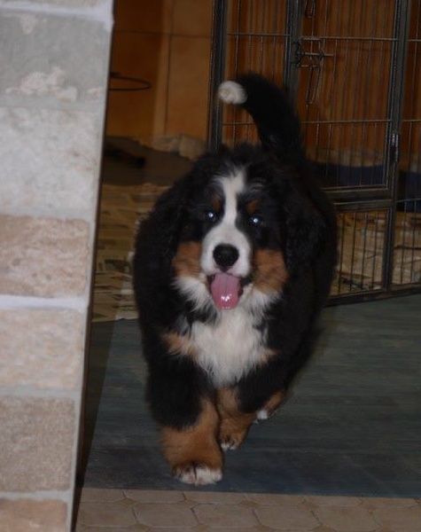 J't'adore du domaine des neiges eternelles