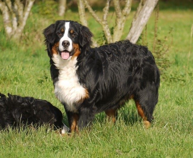 J't'adore du domaine des neiges eternelles