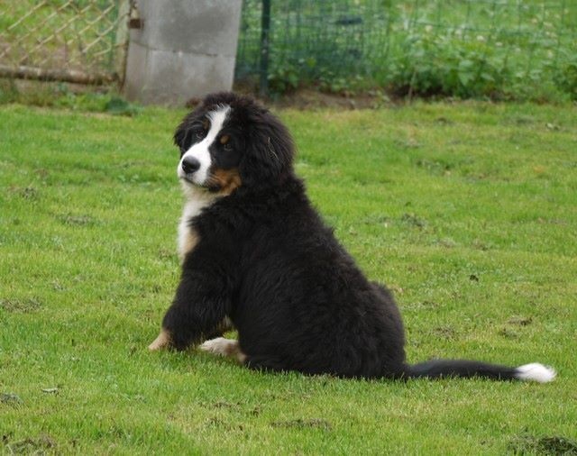 J't'adore du domaine des neiges eternelles