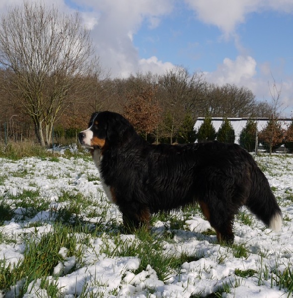 Gwen du domaine des neiges eternelles