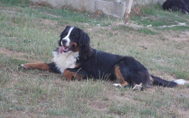 J't'adore du domaine des neiges eternelles