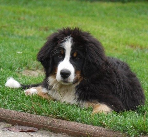 J't'adore du domaine des neiges eternelles