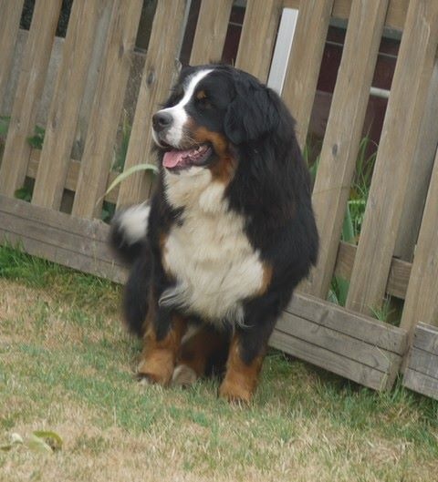 J't'adore du domaine des neiges eternelles