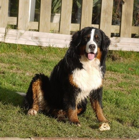 J't'adore du domaine des neiges eternelles