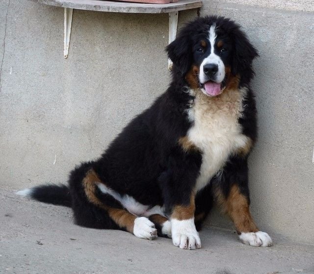 Publication : du Haras de la Vergne Auteur : Suzanne Morin