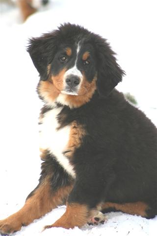 Czena du domaine des neiges eternelles