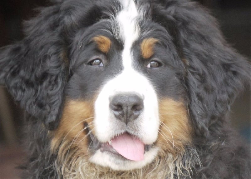 Publication : du Haras de la Vergne Auteur : Suzanne Morin