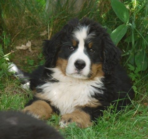 J't'adore du domaine des neiges eternelles