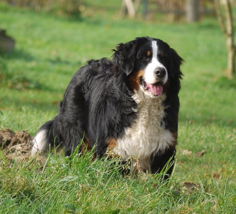 J't'adore du domaine des neiges eternelles