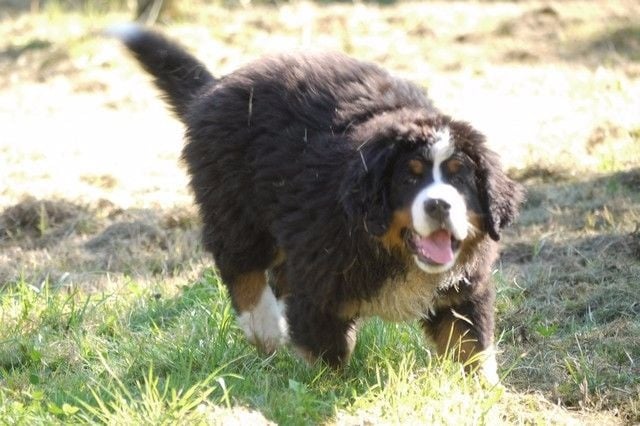 Publication : du Haras de la Vergne Auteur : Suzanne Morin