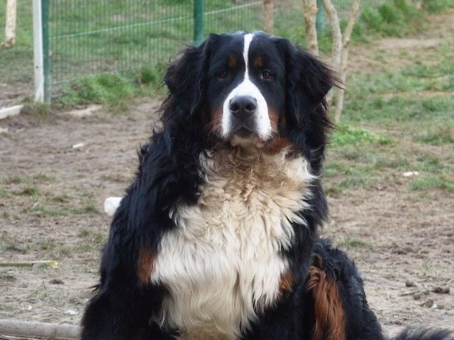 Publication : du Haras de la Vergne Auteur : Suzanne Morin