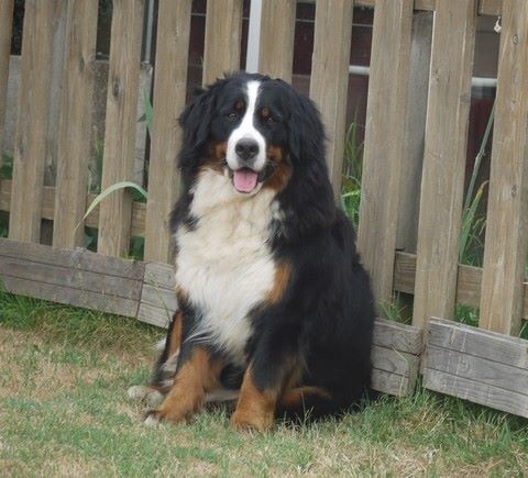 J't'adore du domaine des neiges eternelles