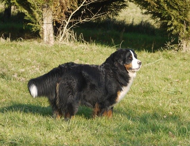 J't'adore du domaine des neiges eternelles