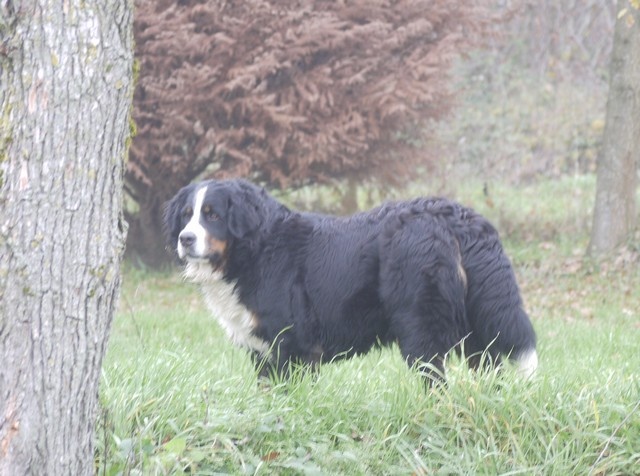 J't'adore du domaine des neiges eternelles