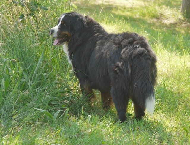 J't'adore du domaine des neiges eternelles