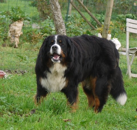 Gwen du domaine des neiges eternelles