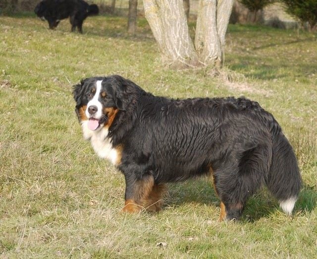 J't'adore du domaine des neiges eternelles