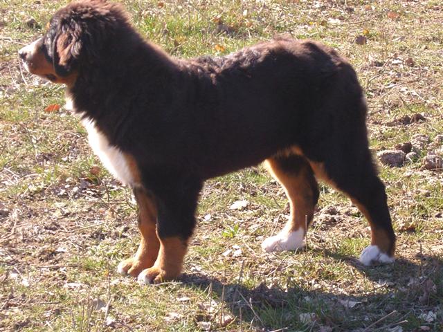 Czena du domaine des neiges eternelles