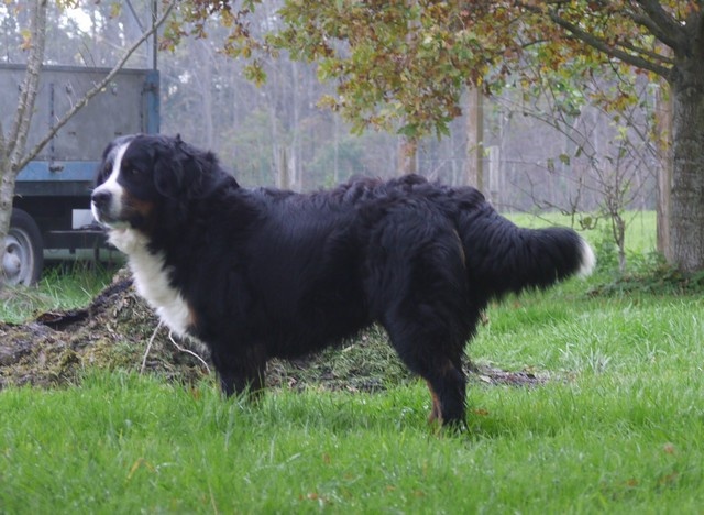 J't'adore du domaine des neiges eternelles