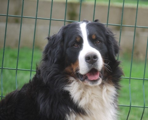 J't'adore du domaine des neiges eternelles