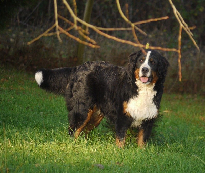 J't'adore du domaine des neiges eternelles