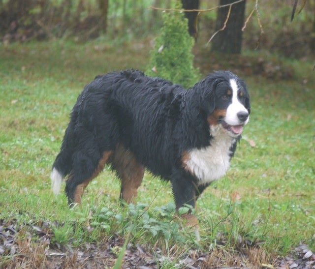 J't'adore du domaine des neiges eternelles