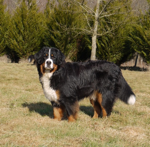 Gwen du domaine des neiges eternelles