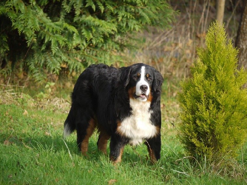 J't'adore du domaine des neiges eternelles