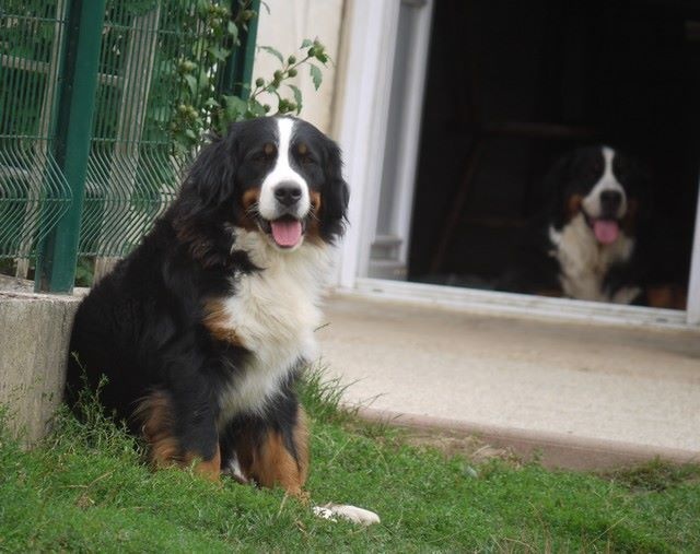 J't'adore du domaine des neiges eternelles