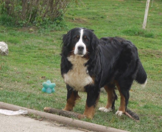 J't'adore du domaine des neiges eternelles