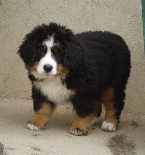 J't'adore du domaine des neiges eternelles