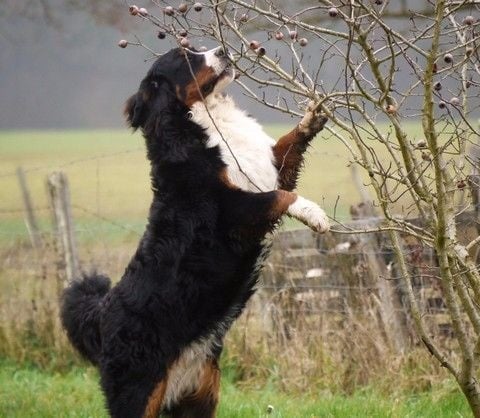 Publication : du Haras de la Vergne Auteur : Suzanne Morin