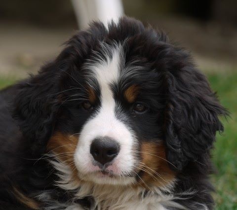 J't'adore du domaine des neiges eternelles