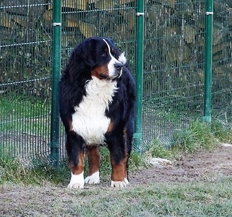 Publication : du Haras de la Vergne Auteur : Suzanne Morin