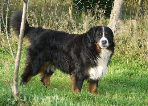 Gwen du domaine des neiges eternelles