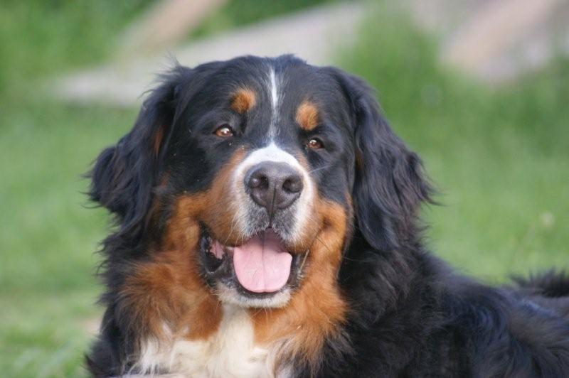 Czena du domaine des neiges eternelles