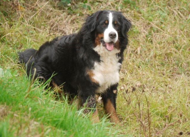 J't'adore du domaine des neiges eternelles