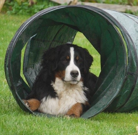 J't'adore du domaine des neiges eternelles