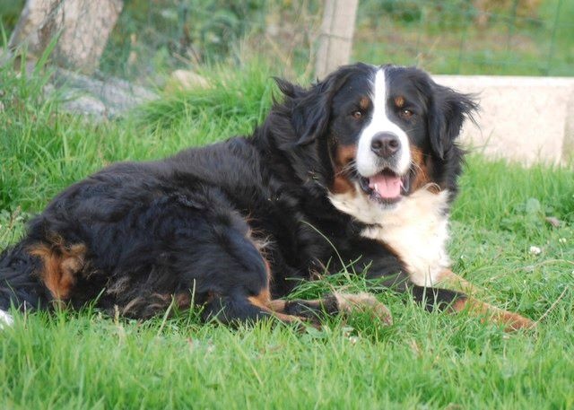 J't'adore du domaine des neiges eternelles