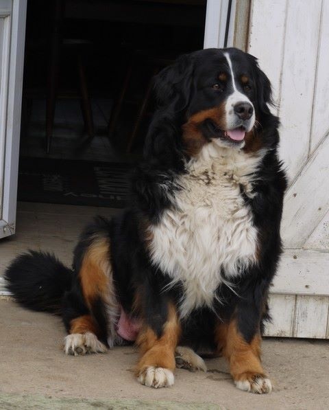 Gwen du domaine des neiges eternelles