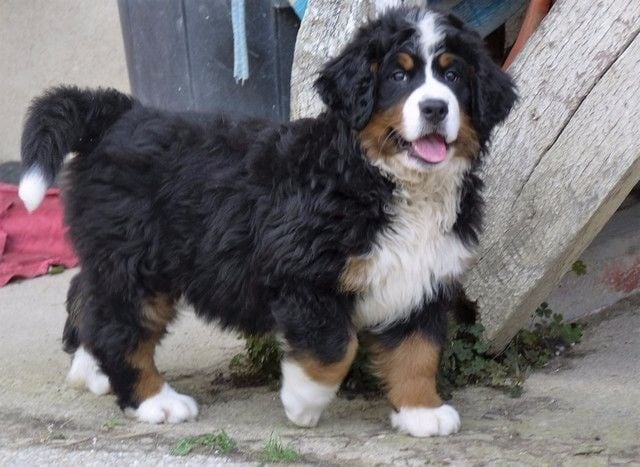 Publication : du Haras de la Vergne Auteur : Suzanne Morin