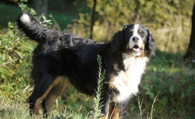 J't'adore du domaine des neiges eternelles