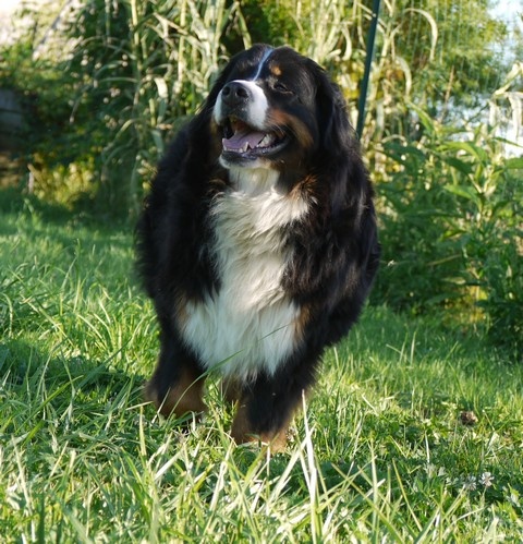 Gwen du domaine des neiges eternelles