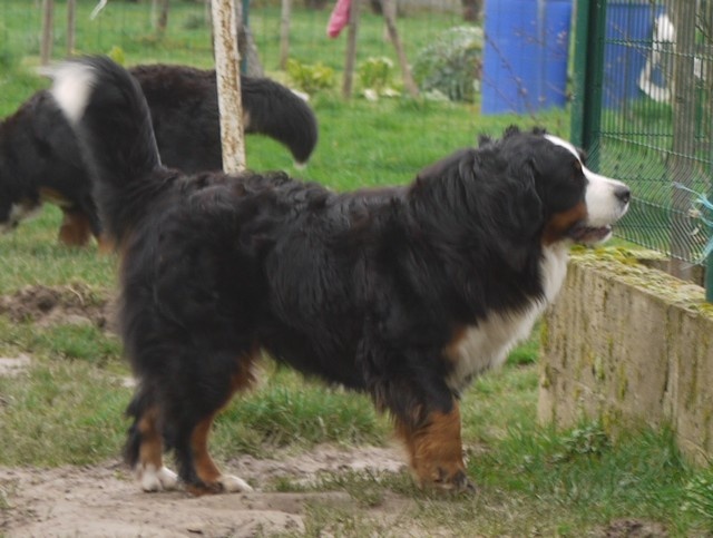 J't'adore du domaine des neiges eternelles