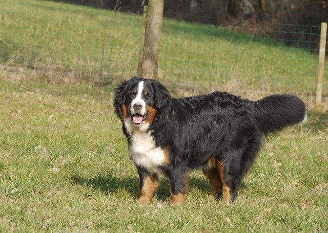 J't'adore du domaine des neiges eternelles