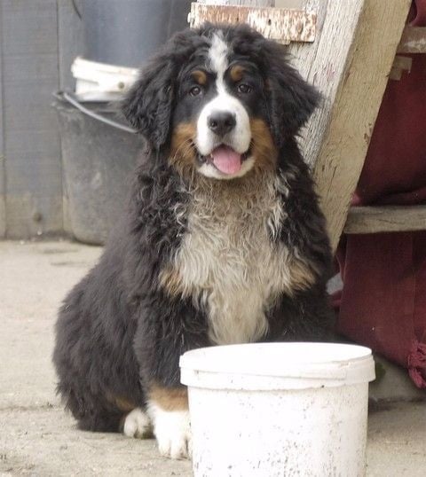 Publication : du Haras de la Vergne Auteur : Suzanne Morin