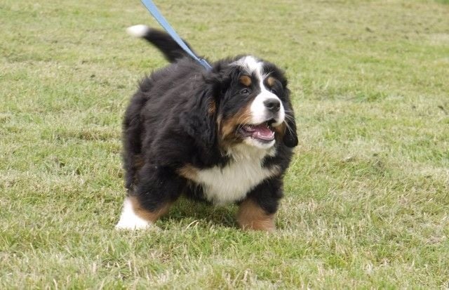 Publication : du Haras de la Vergne Auteur : Suzanne Morin