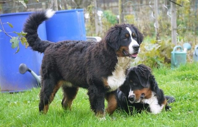 Publication : du Haras de la Vergne Auteur : Suzanne Morin