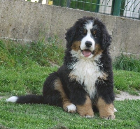 J't'adore du domaine des neiges eternelles